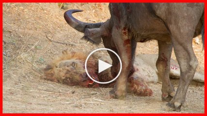 Buffalo Kill Lion To Die - Animals Attack