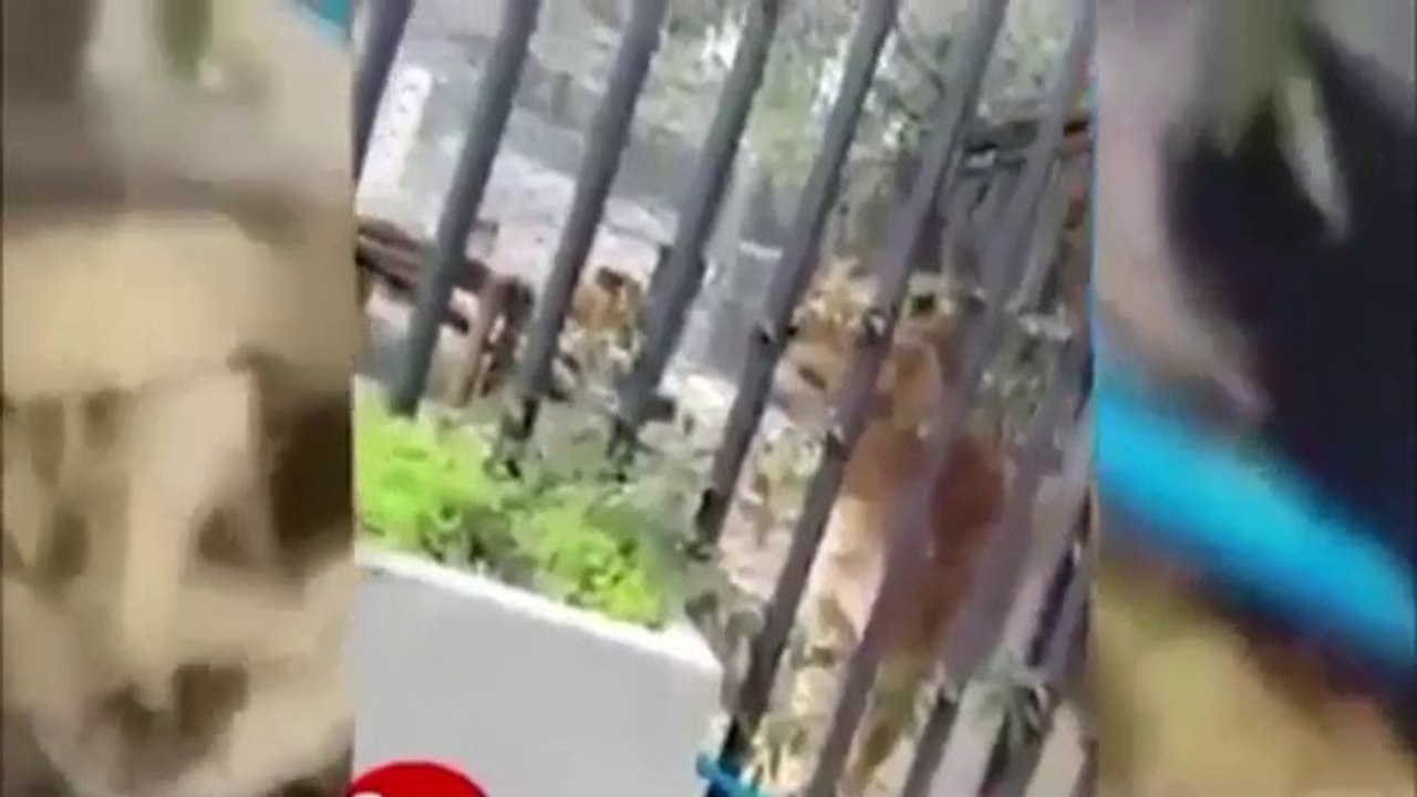 Man jums into Loins cage in Chilli