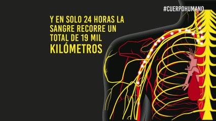 El cuerpo humano: ¡Una máquina perfecta!