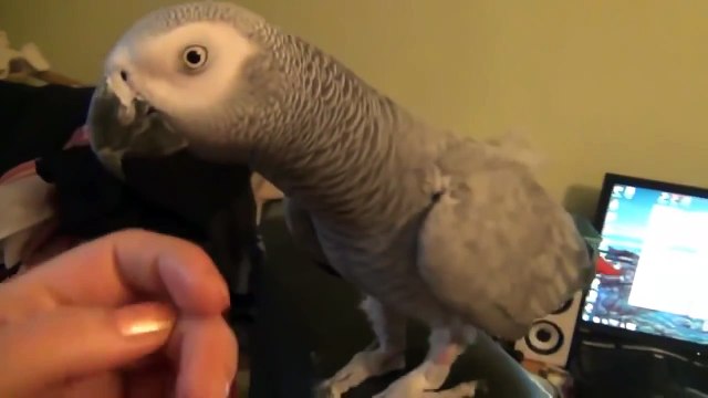 Попугай Жако красиво поет и говорит — Не отличить от человеческого голоса!