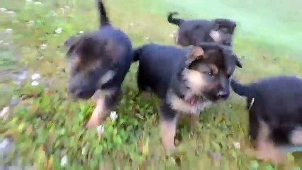 TOP 10 CUTEST GERMAN SHEPHERD PUPPIES OF ALL TIME - 360p