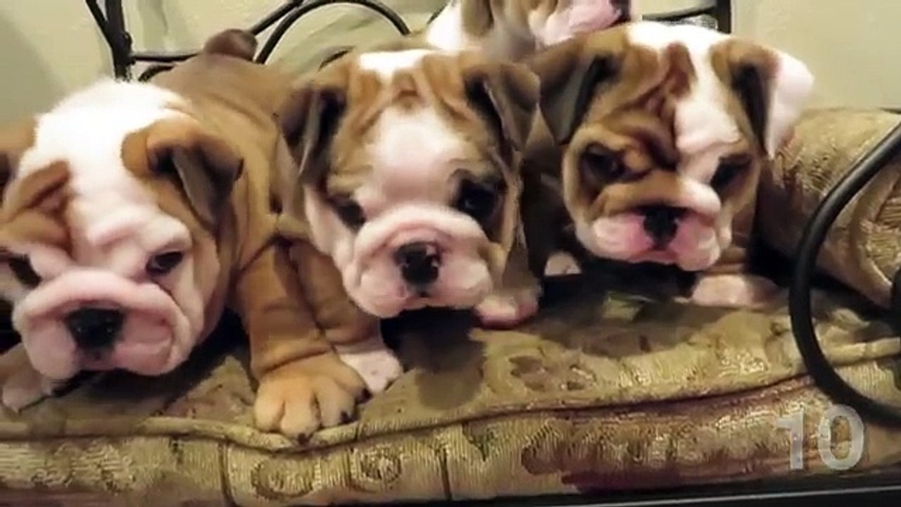 TOP 10 CUTEST ENGLISH BULLDOG PUPPY VIDEOS