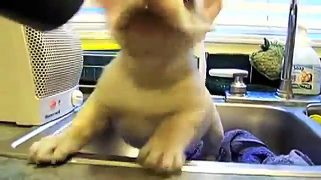 THE TOP 10 CUTEST FRENCH BULLDOG PUPPY VIDEOS OF ALL TIME