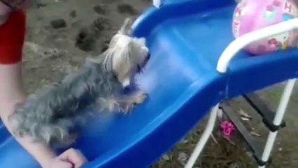 TOP 10 CUTEST YORKIE PUPPIES OF ALL TIME