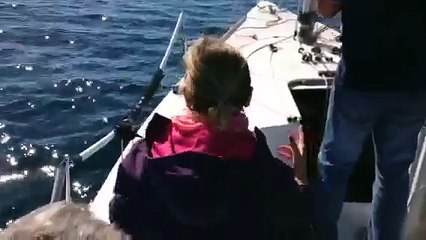 L'emozionante ritrovamento di un Cucciolo di Labrador a Napoli