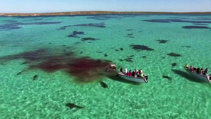 Un drone filme des dizaines de requins en train de dévorer une baleine morte