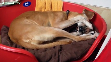 Funny Lazy Dogs Wont Wake Up and Get out of Bed Compilation [NEW HD VIDEO]