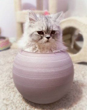 Кот в горшке . Во дает !