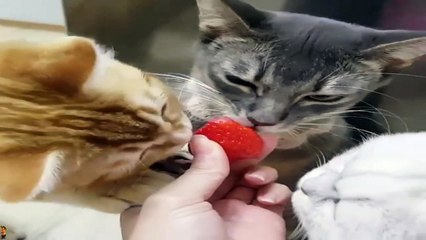 Коты гурманы . Клубника ! Банан !
