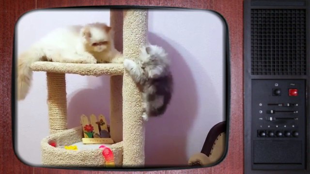 Коты играются. Хорошее настроение .