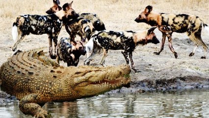Wild Dogs attacking Crocodile