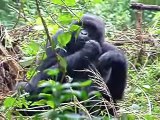 Gorillas in the Congo July  27 2007 part II