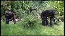 Procedentes de Suecia llegan seis chimpancés al Zoológico de Guatemala