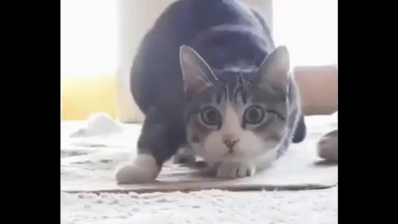 SU-METAL.vs.NEKO-METAL