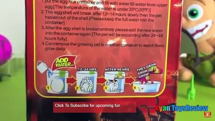 Dinosaur Hatch Egg for Kids Special toys Suprise for kids dinausaur colours