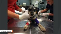 Abused Heavily-Matted Dog Receives Badly Needed Care