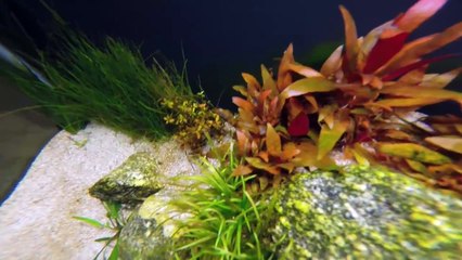 planted 29 gallon tall