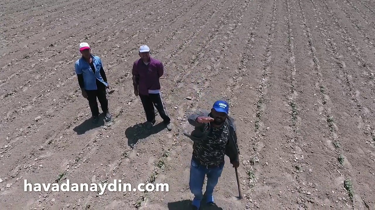 Pamuk çapası yapan çiftçiler droneyi görünce