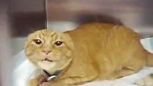 chat très en colère