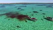 Drone filma banquete de tubarões