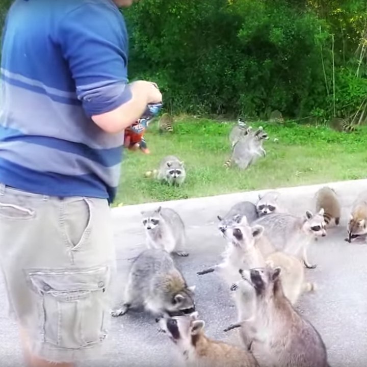 Los mapaches ADORAN los Doritos