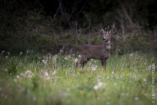 Chasse au chevreuil dans les Hautes-Pyrénées, France