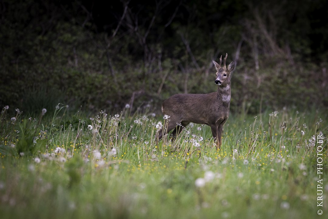 Chasse au chevreuil dans les Hautes-Pyrénées, France