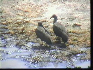 Birds! Birds! Birds! 26