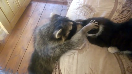 Raccoon Tries to Make Friends With Cat