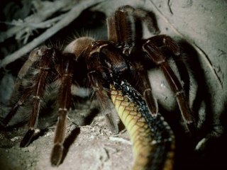 Muhteşem Yırtıcılar - Tarantulanın Yılan Avı