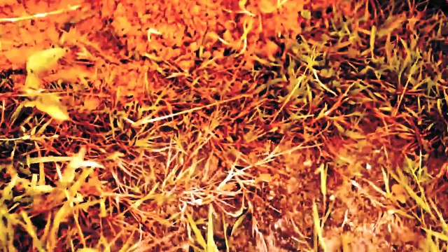 Kinder surprise animals toys, kinder eggs, big truck, cars - Full hippopotamus collection