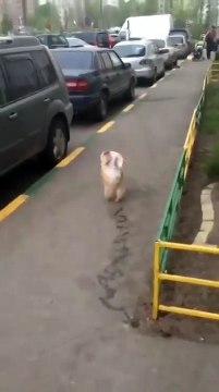 А почему бы и нет