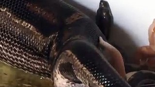 Big Snake gives birth