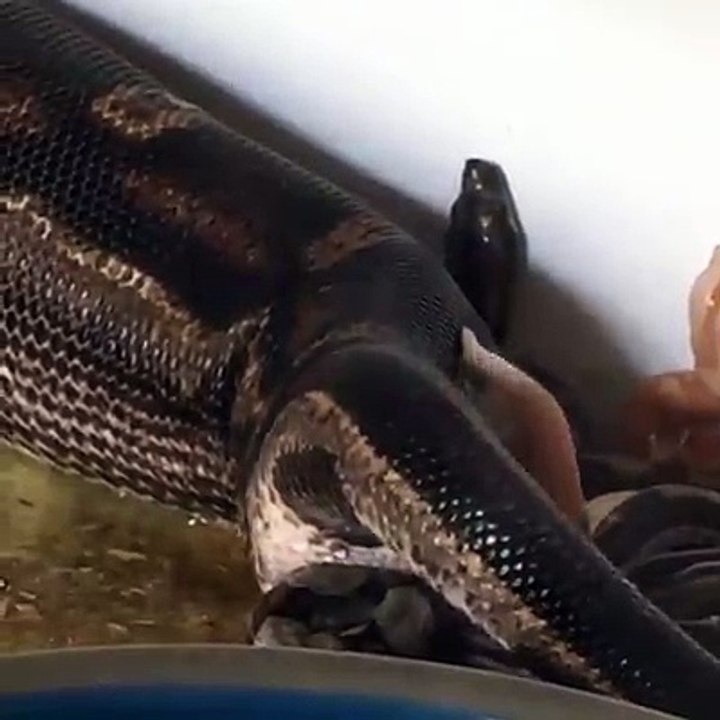 Big Snake gives birth