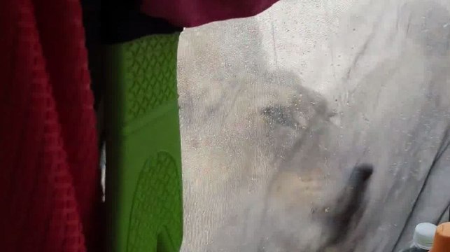 Afrique du Sud: une visite pour le moins inattendue de deux lionnes