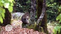 Morocco: Barbary macaques under threat | Global 3000