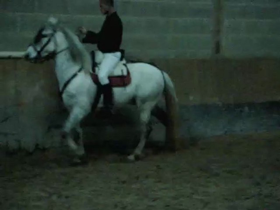 Maestroso_0001