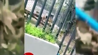 Man jums into Loins cage in Chilli - live