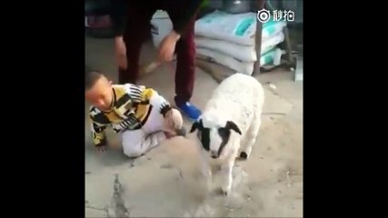 tali goat child |2016