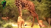 Lion vs Giraffe. Animal world film - Excellent level myriad rated photos charges broken giraffes lions - lion vs giraffe -