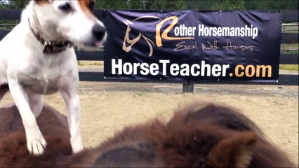 Quand les chiens se mettent à monter à cheval et font du saut d'obstacle
