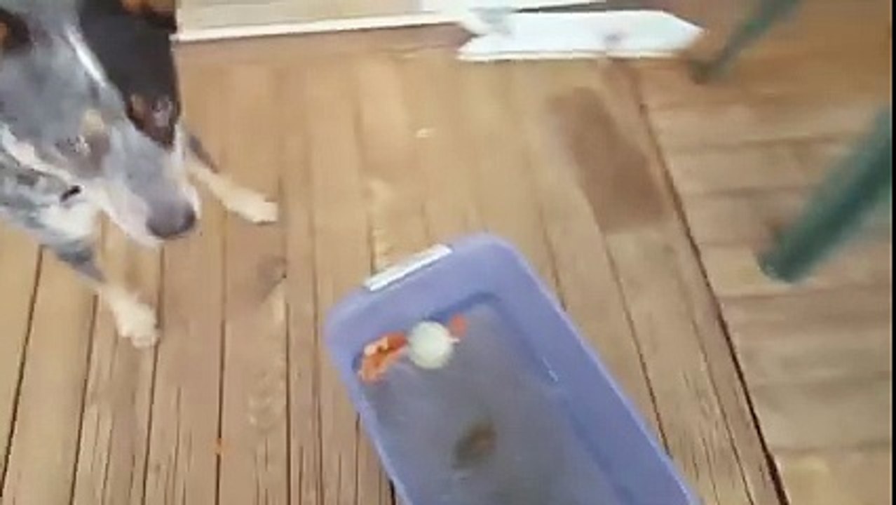 Chien intelligent VS balle congelée