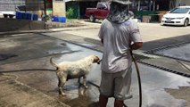 Il lave son chien au karcher... Efficace et en plus le chien adore