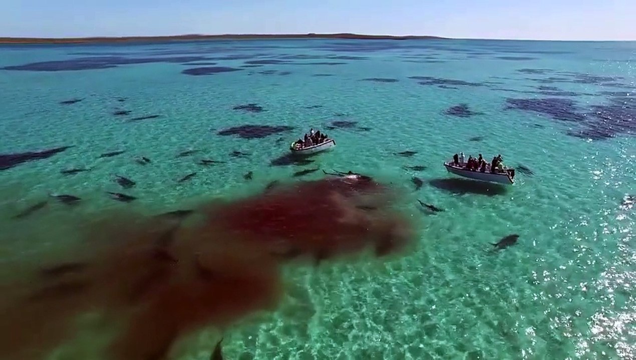 Un banc de 70 requins tigres attaquent sauvagement une baleine
