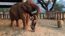 Lek chante une berceuse à une éléphante