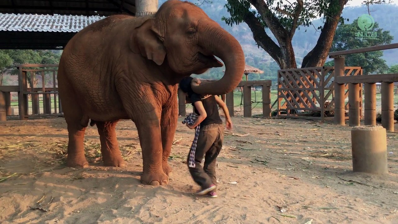 Lek chante une berceuse à une éléphante