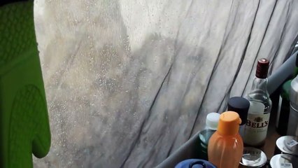 Lions licking water off a tent. Cameraperson solid as a rock