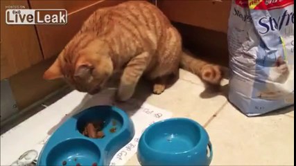 Ce chat hyper maniéré mange comme un humain