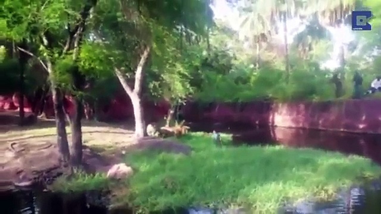 Un imbécile alcoolisé saute dans l'enclos des lions pour leur 'serrer la main'