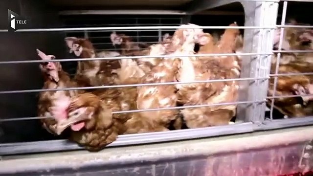 Une vidéo de l'association L214 dénonce les conditions d'élevage de poules pondeuses dans l'Ain - Le 25/05/2016 à 10h50